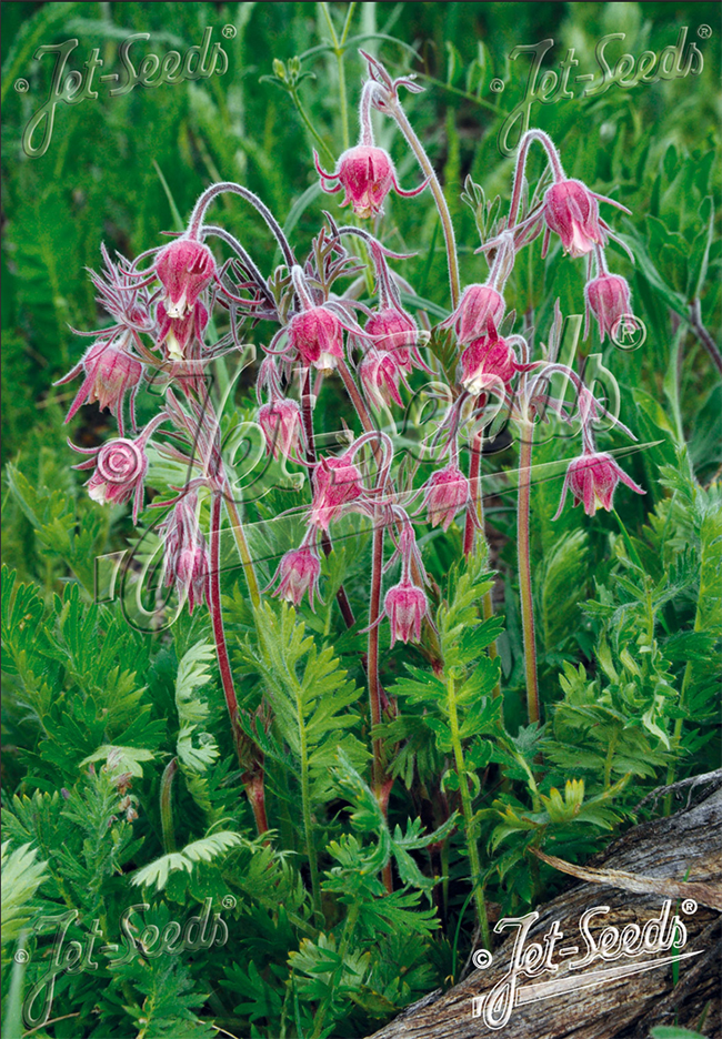 Three-flowered avens, Geum triflorum, Geum ciliatum, Гравилат трёхцветковый Дымка прерий